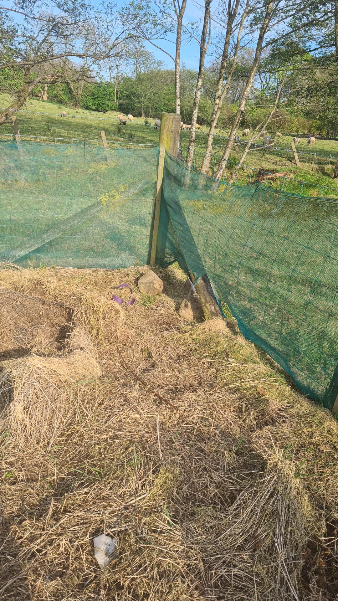 apiary-before-overgrown The Best Birthday Present Ever (Even If It Was a Few Months Late)