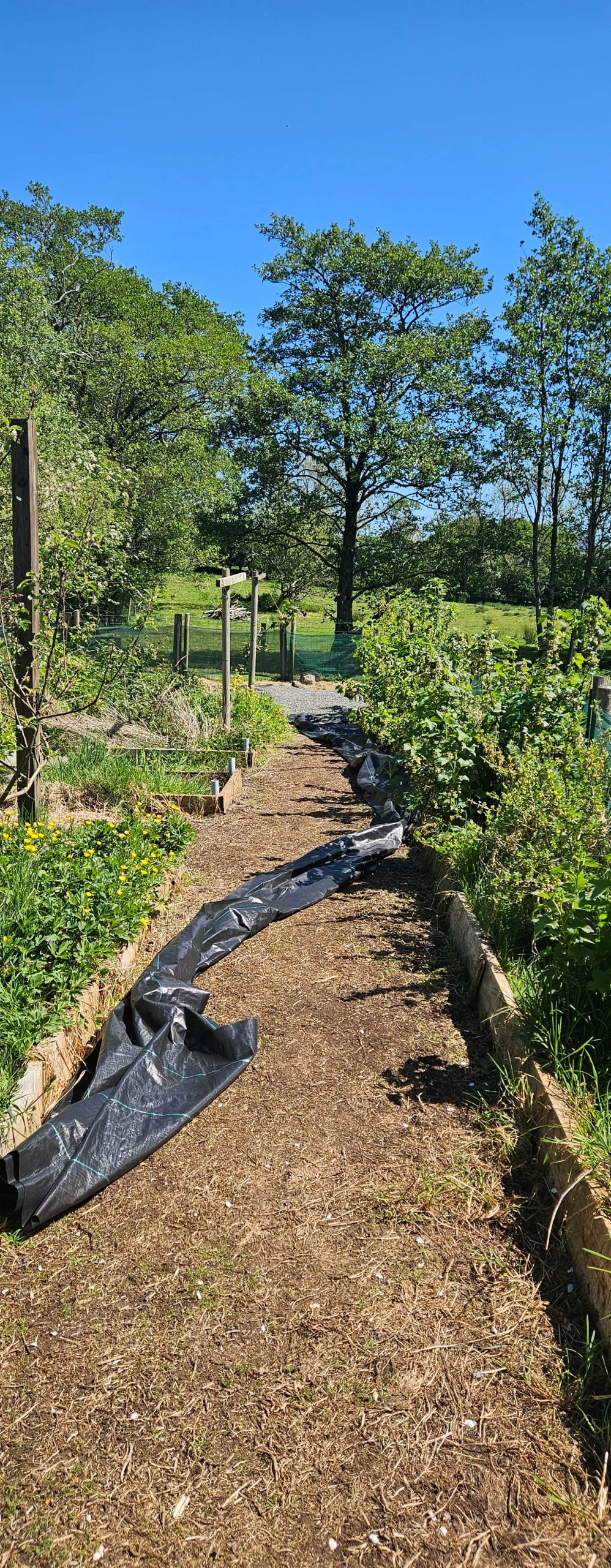 apiary-path-in-progress-1-scaled The Best Birthday Present Ever (Even If It Was a Few Months Late)