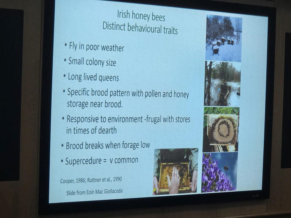 blog_02_behavioural_traits-1 Why Our Bees Have Been Here Longer Than Basically Everything (And Why That Made Mum Cry a Bit)