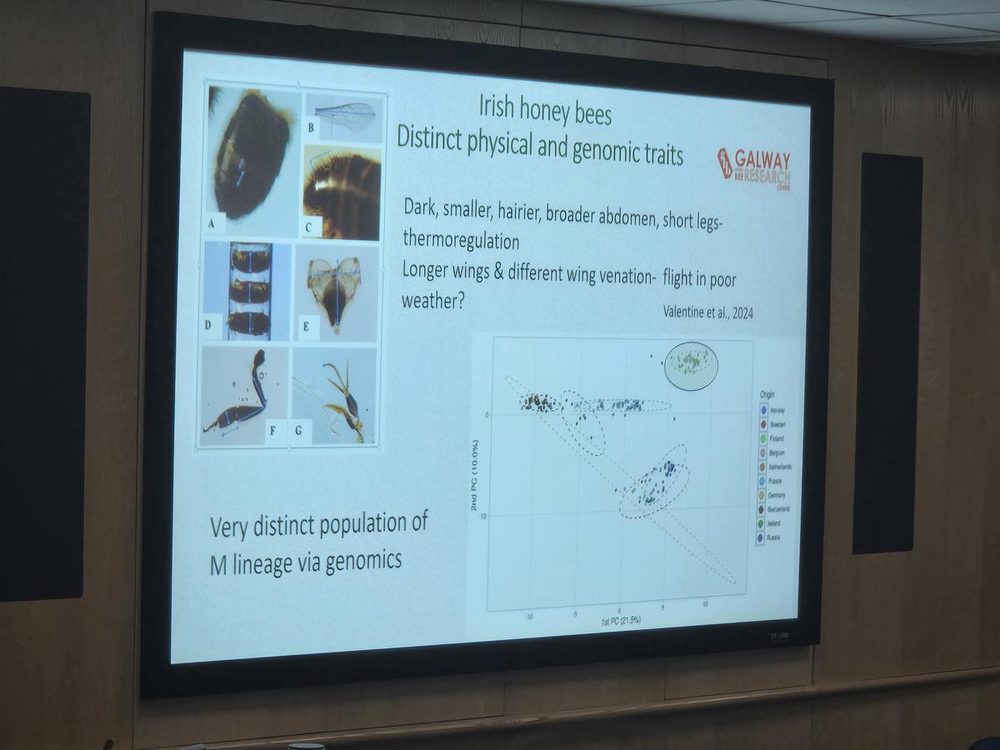 blog_03_physical_traits Why Our Bees Have Been Here Longer Than Basically Everything (And Why That Made Mum Cry a Bit)