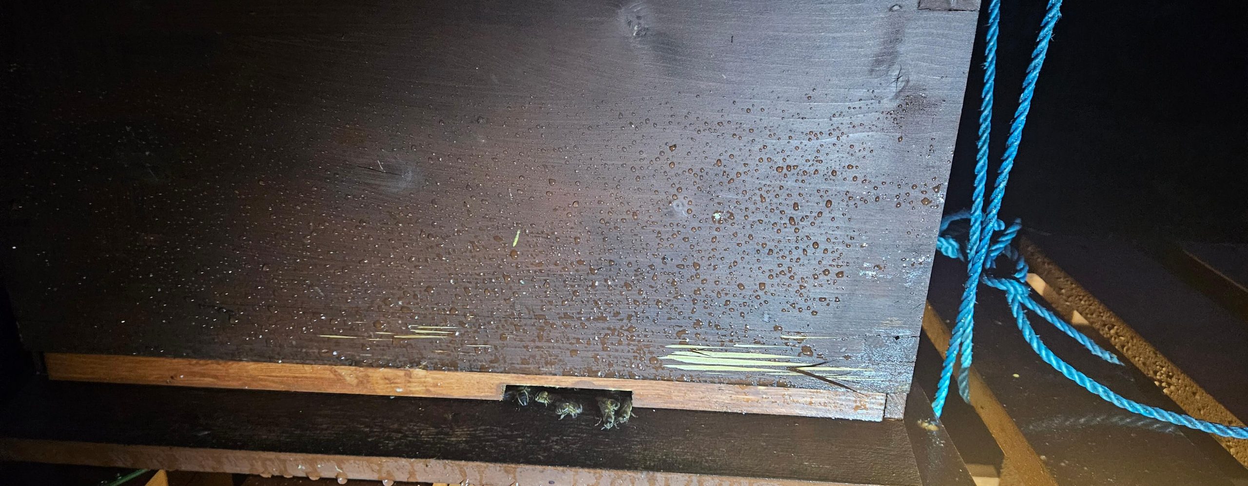 mystery-claw-marks-hive-scaled Our Queen Did WHAT?! (The One Where Everything Nearly Goes Wrong Before We Even Start)