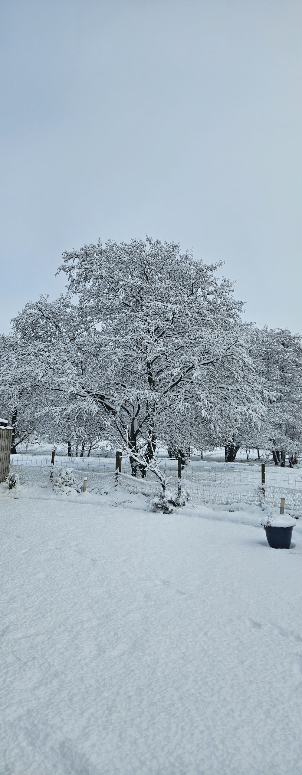 winter-snow-front-yard-scaled Our Queen Did WHAT?! (The One Where Everything Nearly Goes Wrong Before We Even Start)