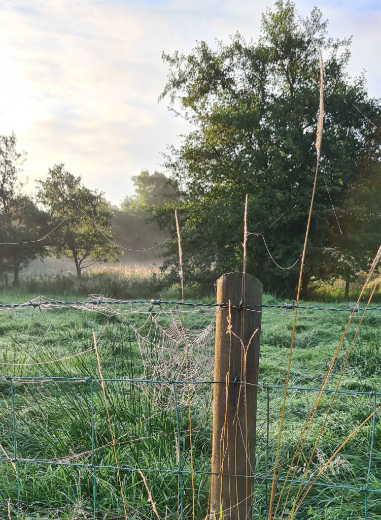 Dew covered spider webs on a wire fence at sunrise with mist over the field beyond