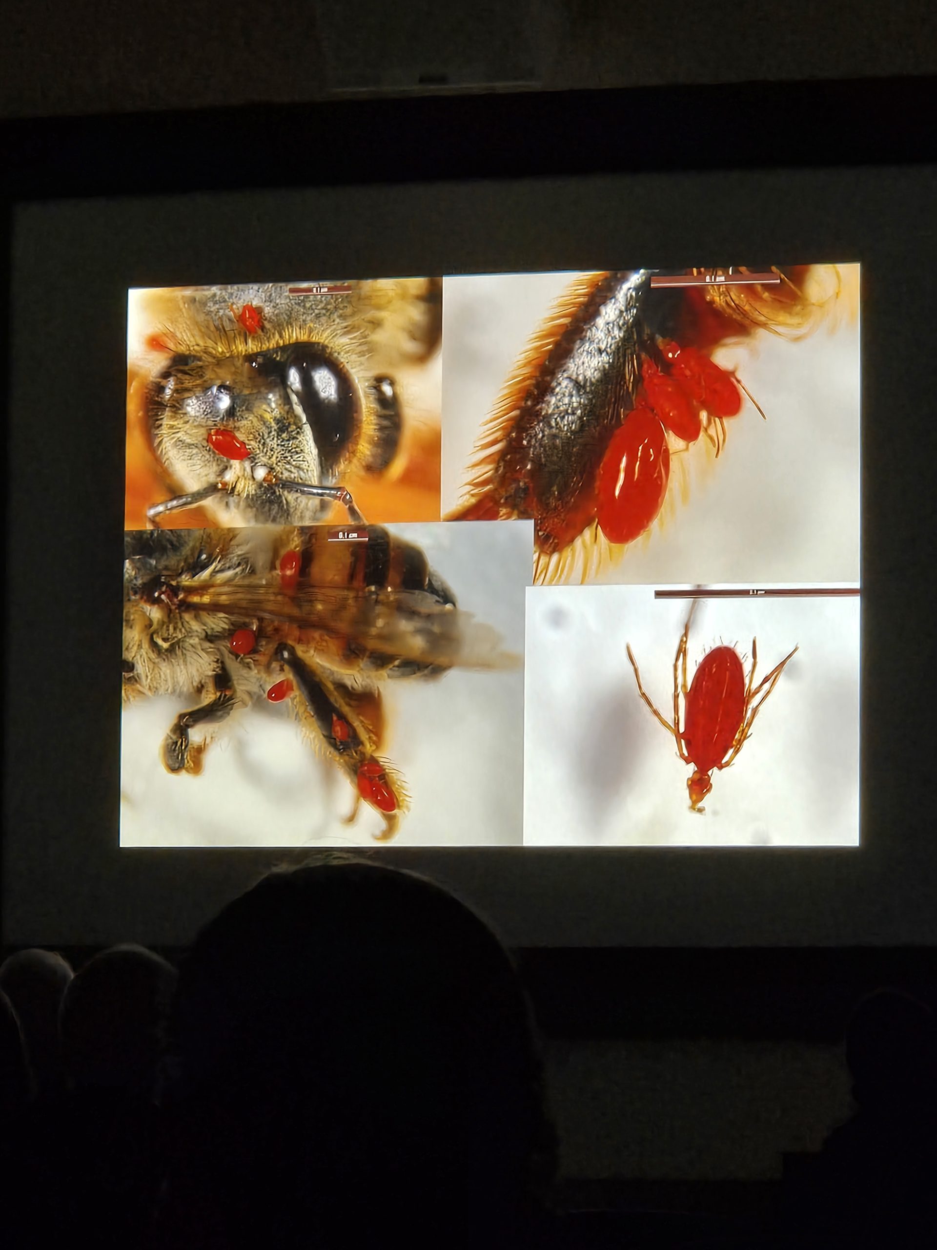 20260213_174609-scaled When a Real Bee Scientist Talks, We Take Notes