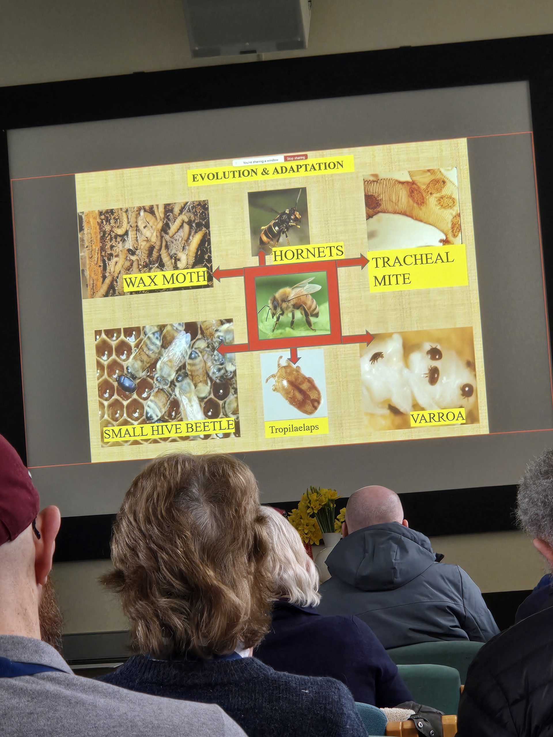 20260214_110339-scaled The Secret Lives of Varroa Mites (Or: How Bees Are Way Smarter Than We Give Them Credit For)