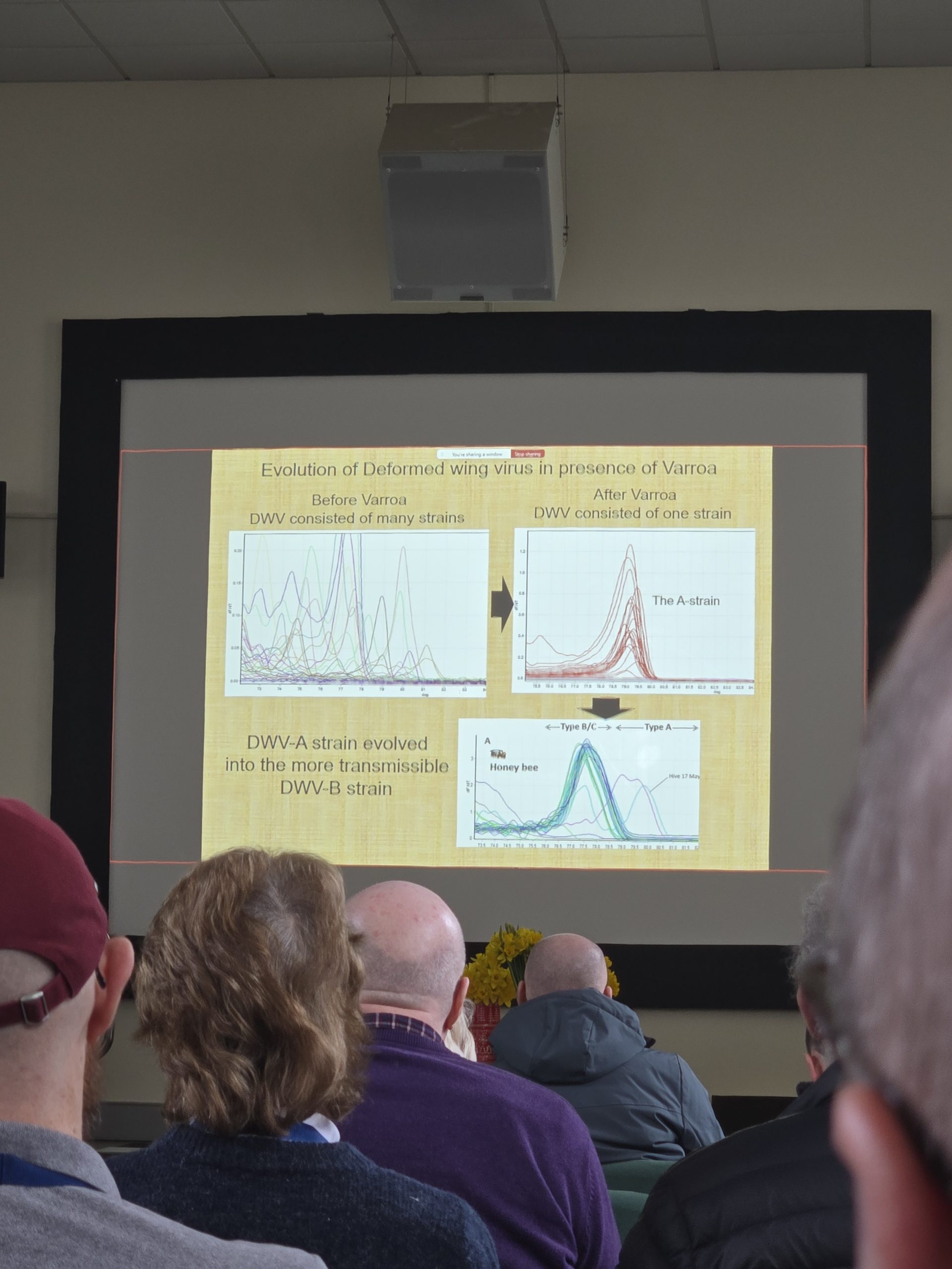 20260214_113455-scaled The Secret Lives of Varroa Mites (Or: How Bees Are Way Smarter Than We Give Them Credit For)
