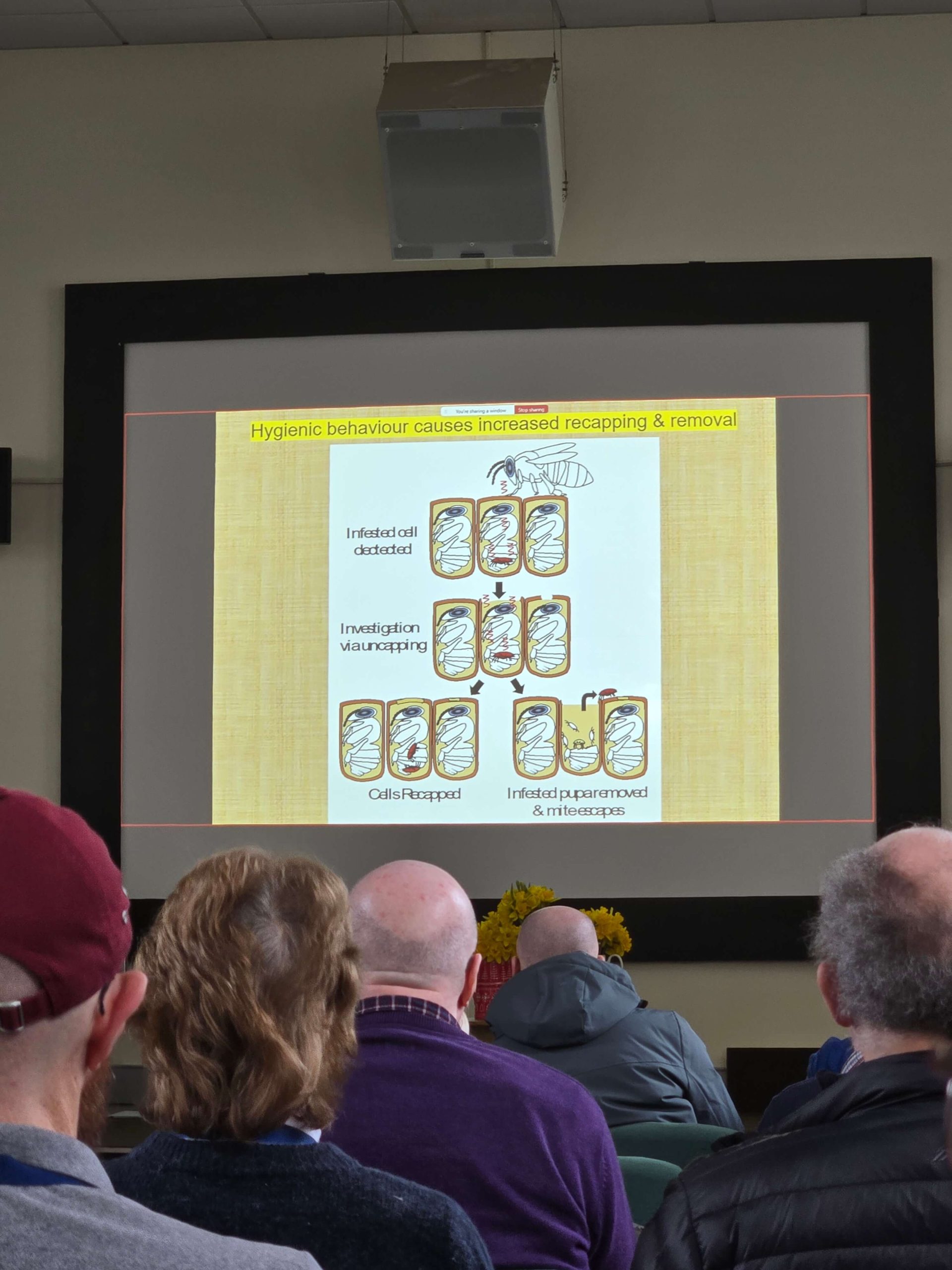 20260214_113932-scaled The Secret Lives of Varroa Mites (Or: How Bees Are Way Smarter Than We Give Them Credit For)