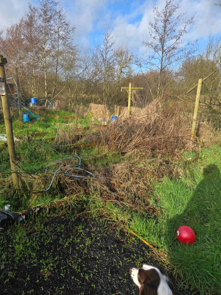 A garden corner with bramble hedgerow growth — bramble is one of the most valuable honey plants for bees in Northern Ireland
