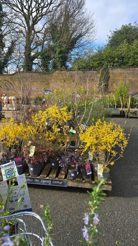 20260322_150404-577x1024 The Garden Centre Lied to Us (And We Nearly Believed It)