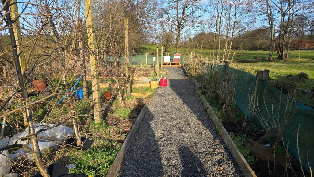 Gravel path down the garden to the beehives in early spring, bare trees and green windbreak netting