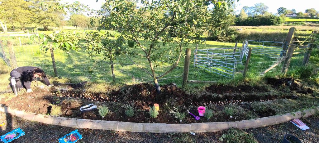 Newly planted curved garden border with young fruit trees and freshly dug soil