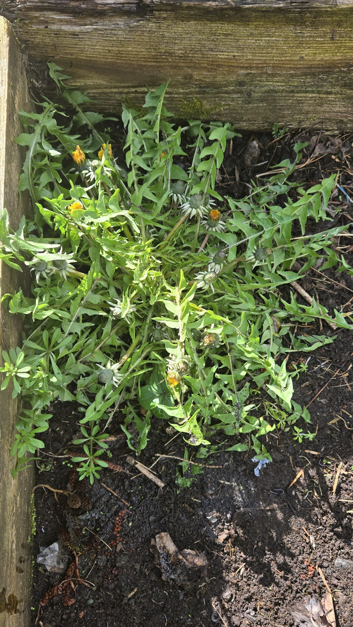 Dandelions in grass