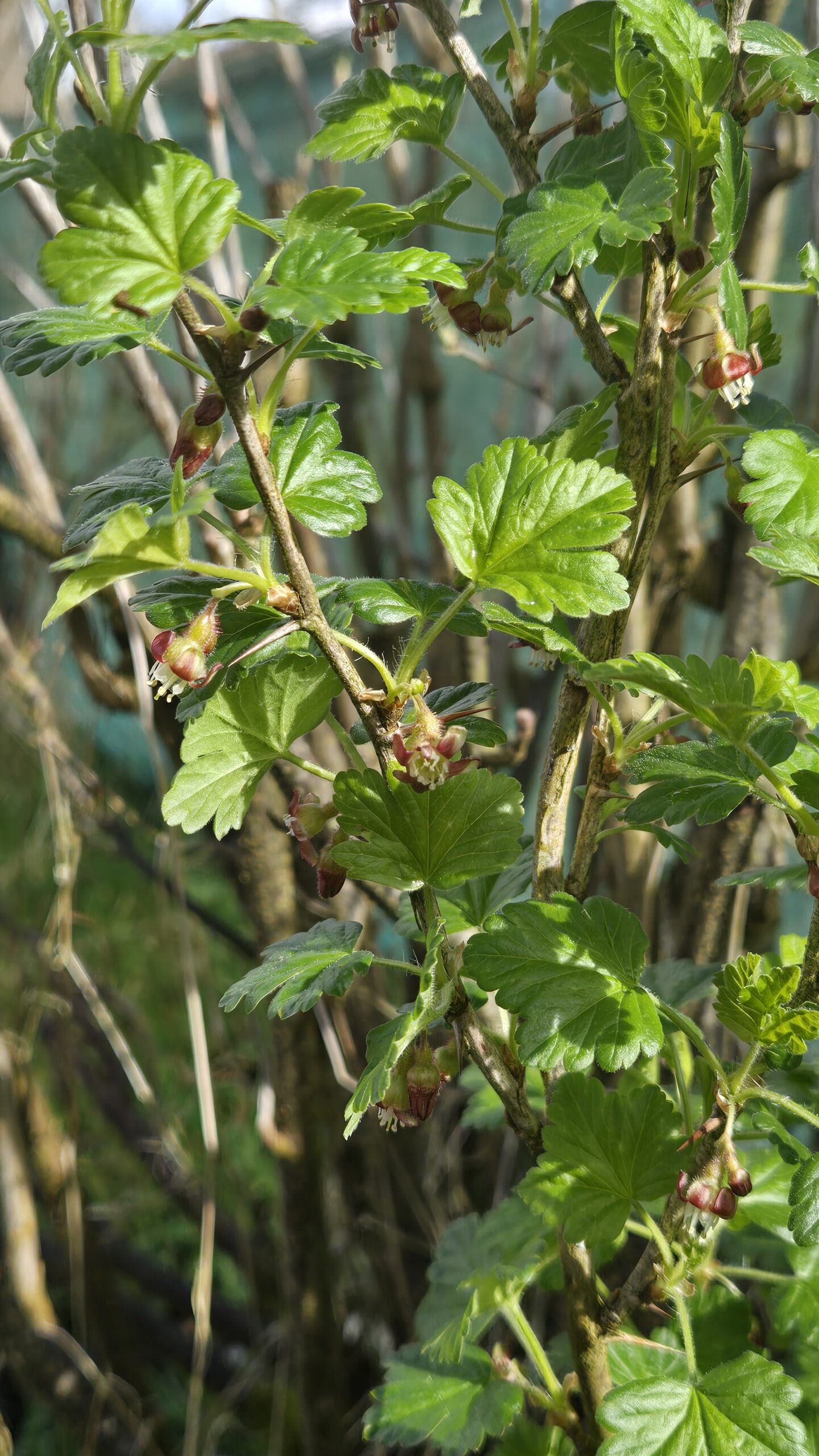 Gooseberry bush in leaf