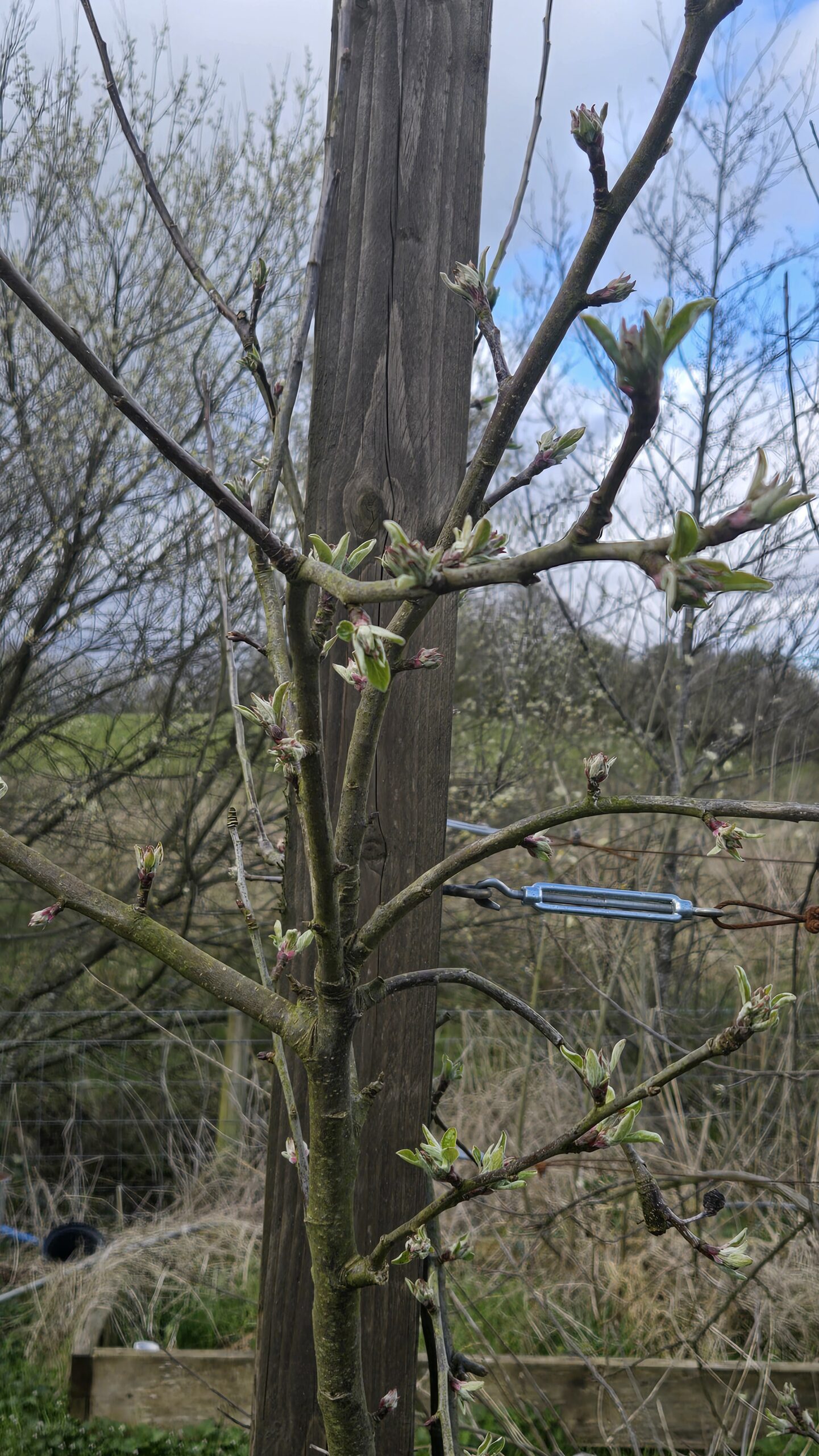 Apple blossom buds