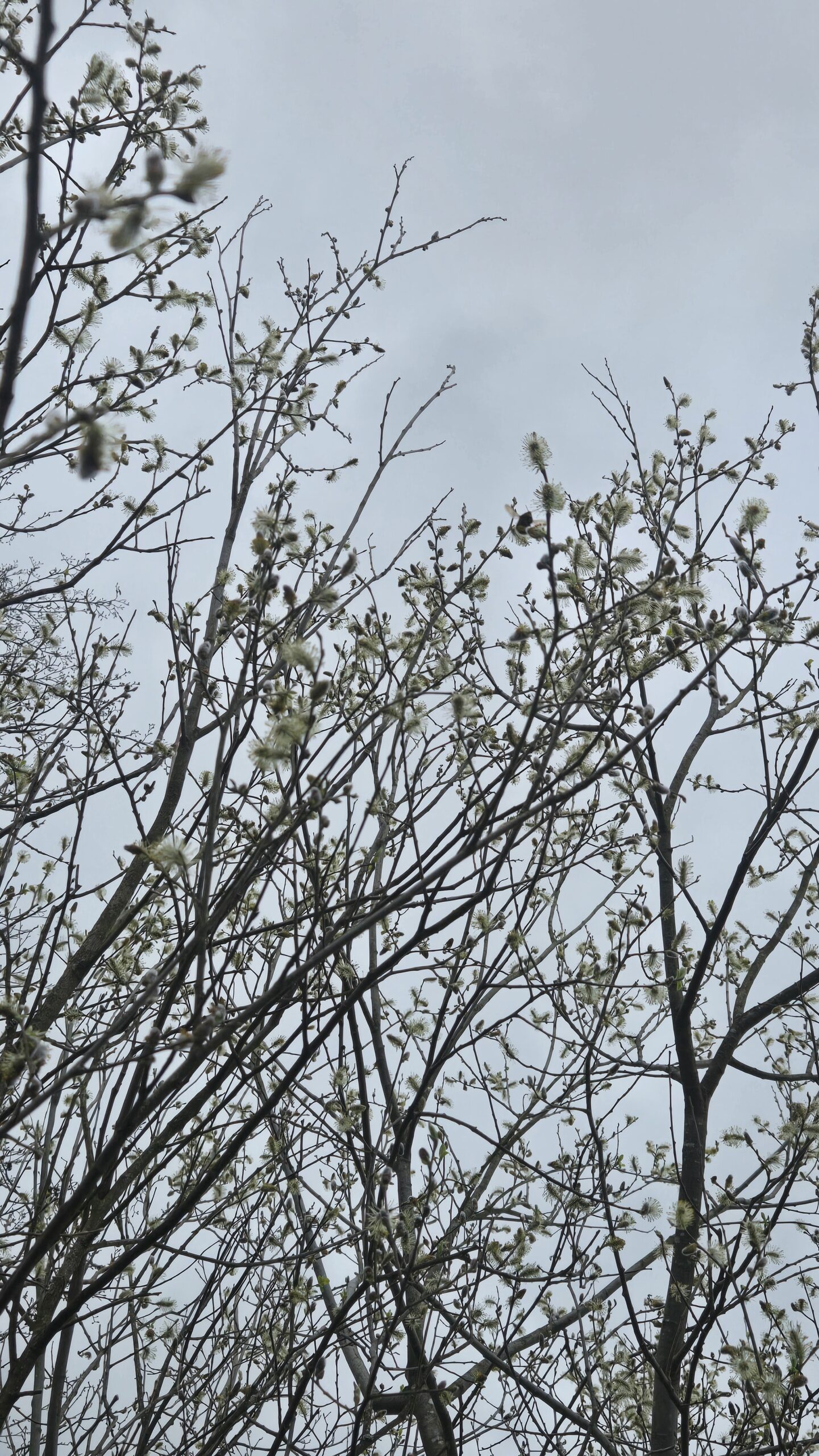 Bare tree branches against a grey April sky