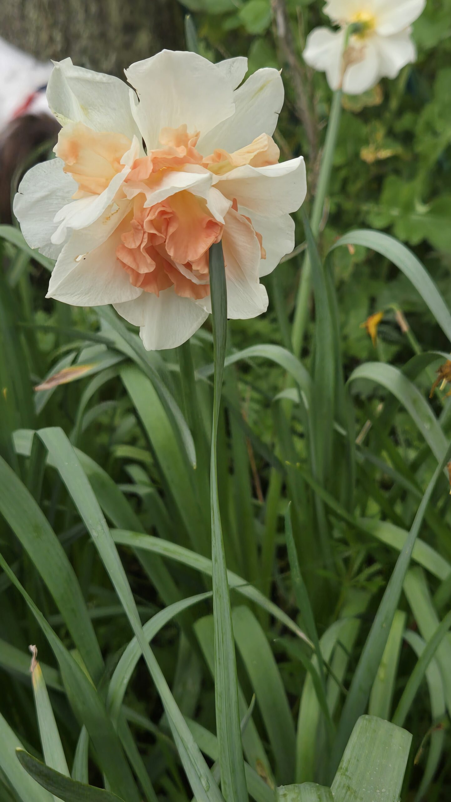 Double daffodil