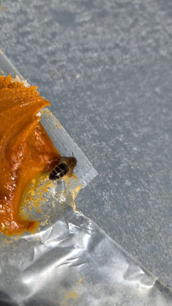 A tiny honeybee standing on a hive tool next to a large blob of orange propolis