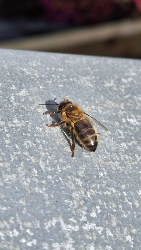 Top-down view of a honeybee resting on a grey stone surface in bright sunshine