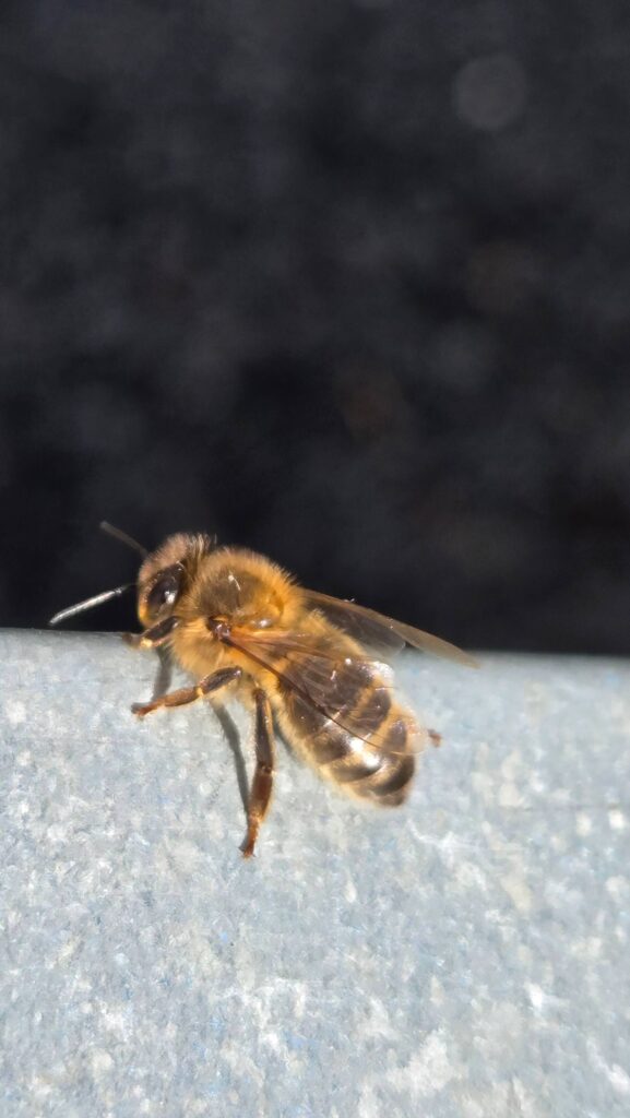 Honeybee photographed up close on a grey stone ledge, side profile view