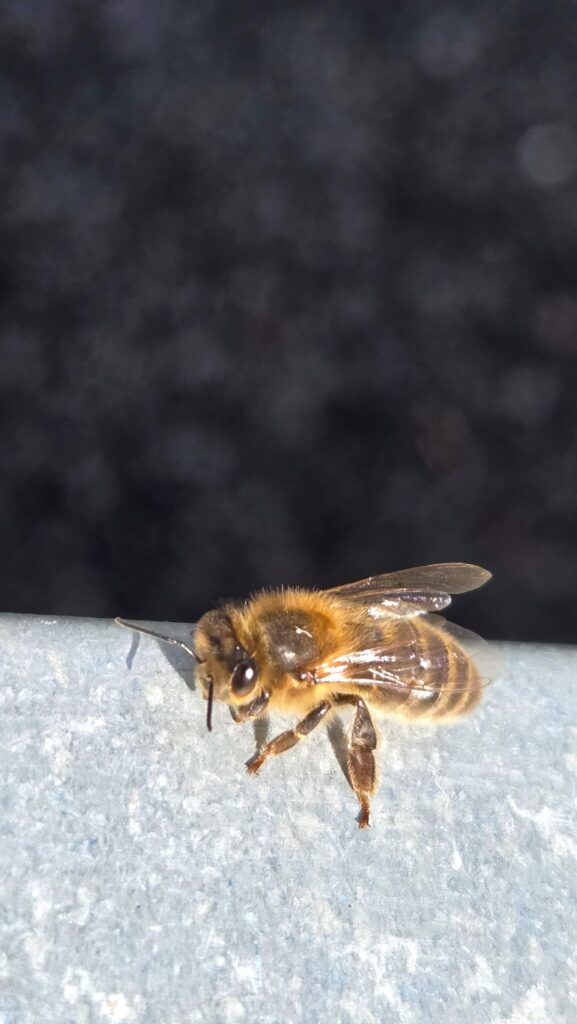 One of the girls pausing on the metal hive roof, catching a bit of April sun.