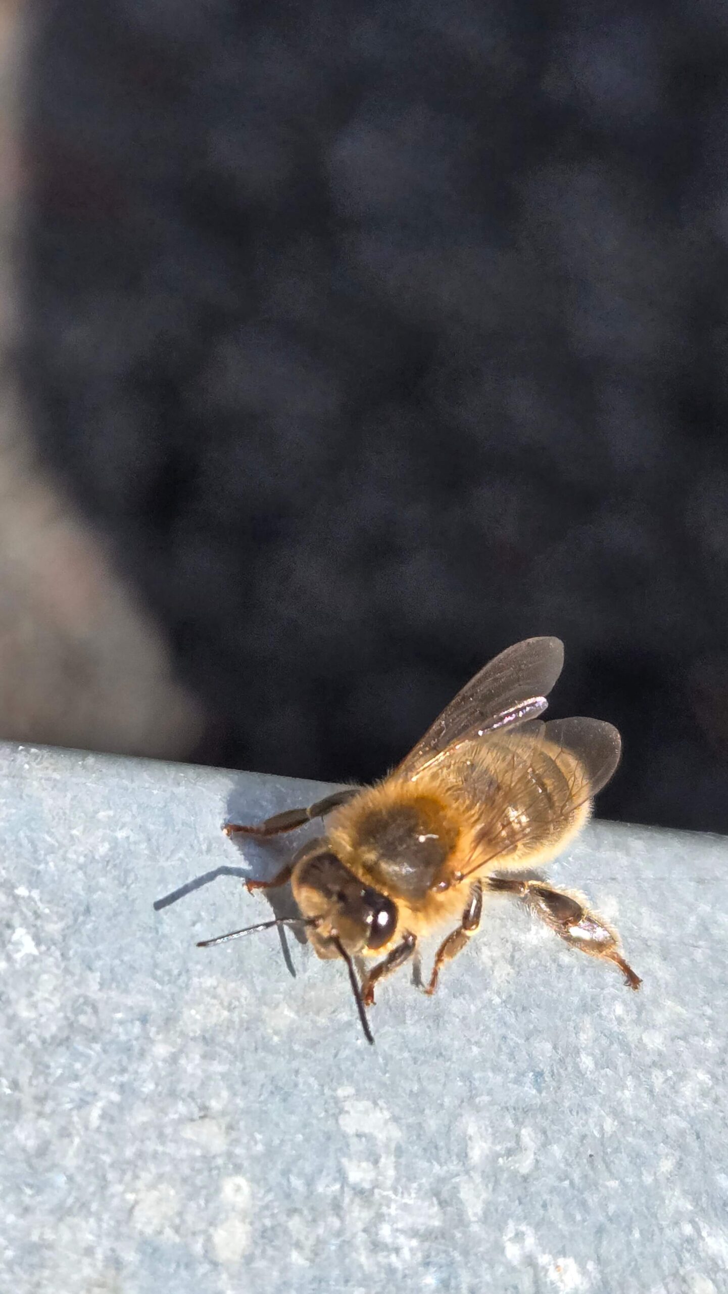 Front-facing close-up of a honeybee looking directly at the camera on a stone ledge