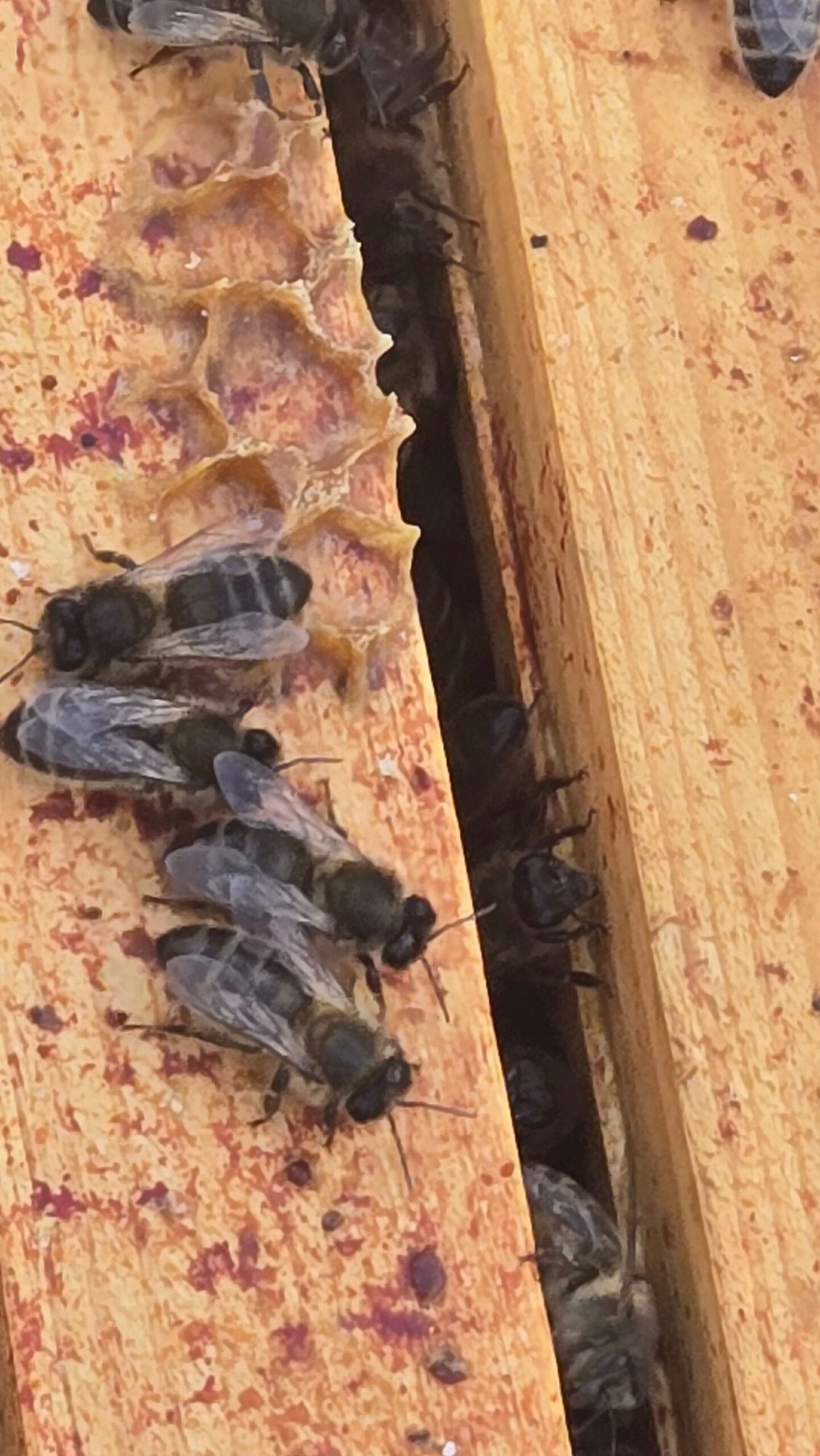 Honeybees walking along the top bar of a wooden hive frame beside jagged beeswax comb