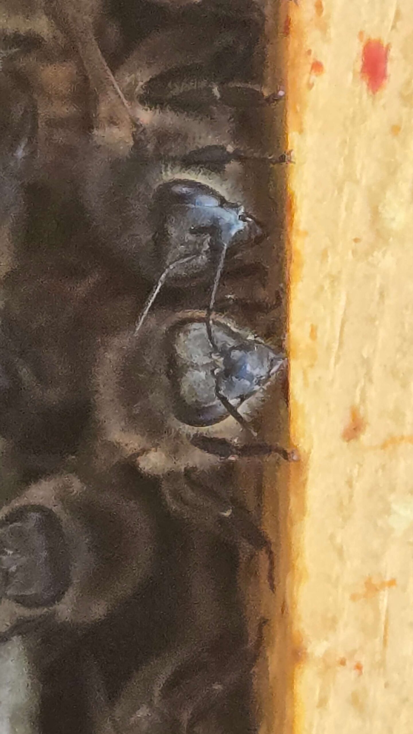 A bee's face and eye peering around the edge of a golden wooden hive frame