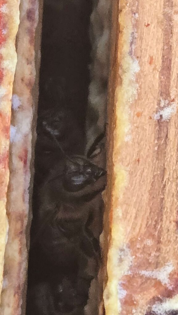 A honeybee peering out from the dark narrow gap between two wooden hive frames