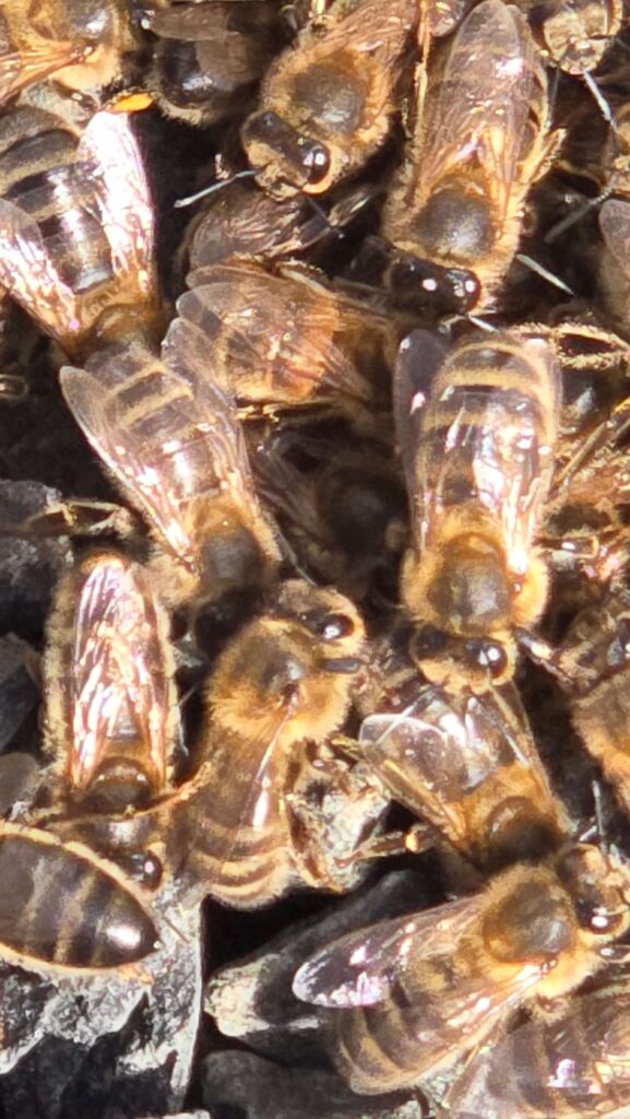 Extreme close-up of a cluster of honeybees packed tightly together on a hive frame