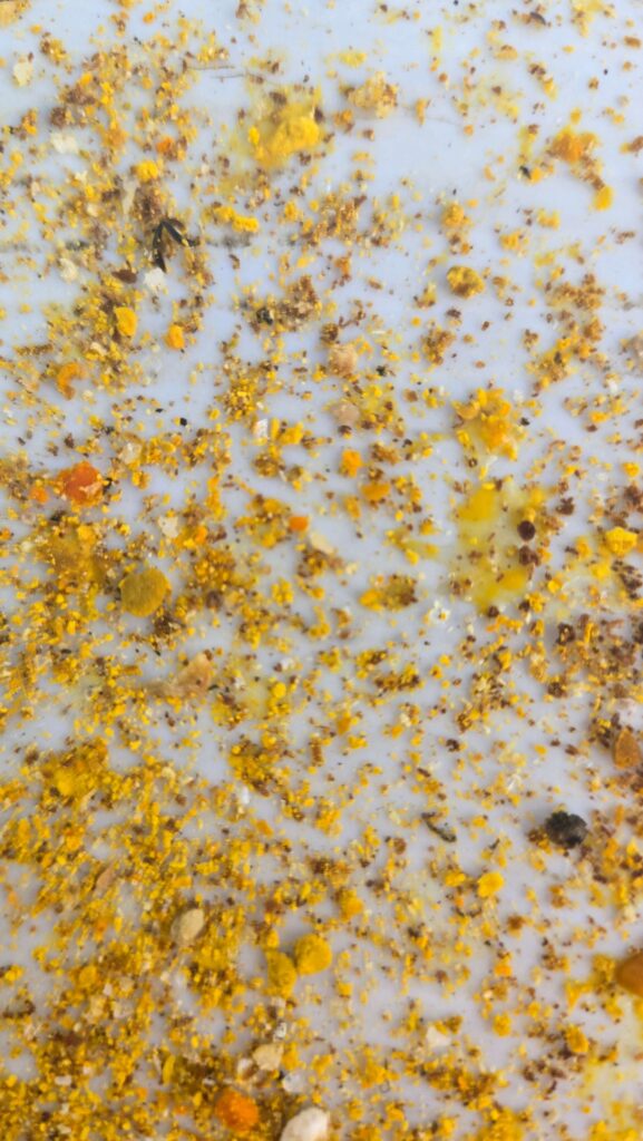 Pollen husks, wax crumbs, propolis flecks, leg segments. Somewhere in all of that, you are hunting for something the size of a pinhead.