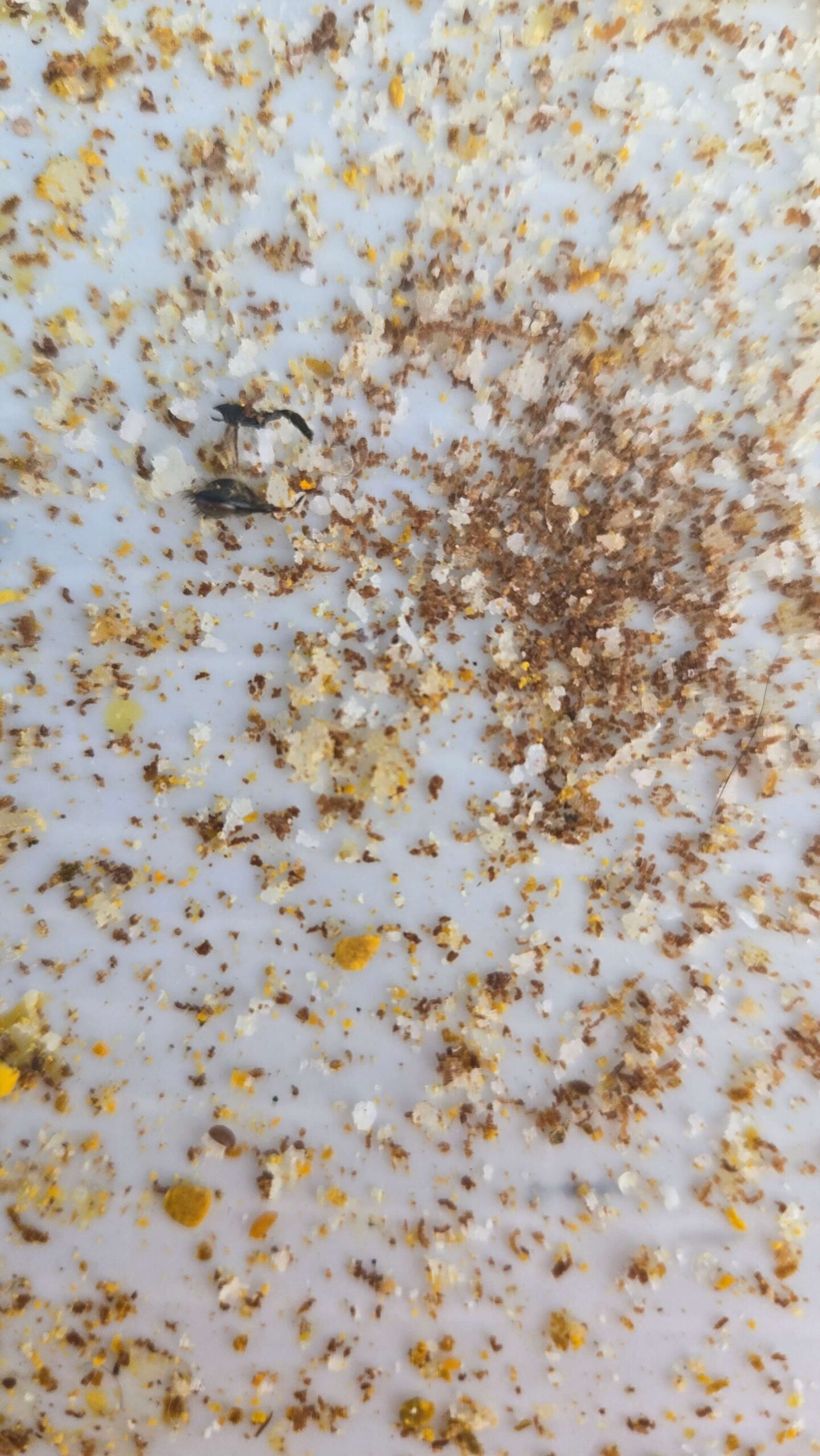 Pollen in about five different colours. Bright yellow, creamy pale, burnt orange, ochre, and a greenish one I still need to identify.