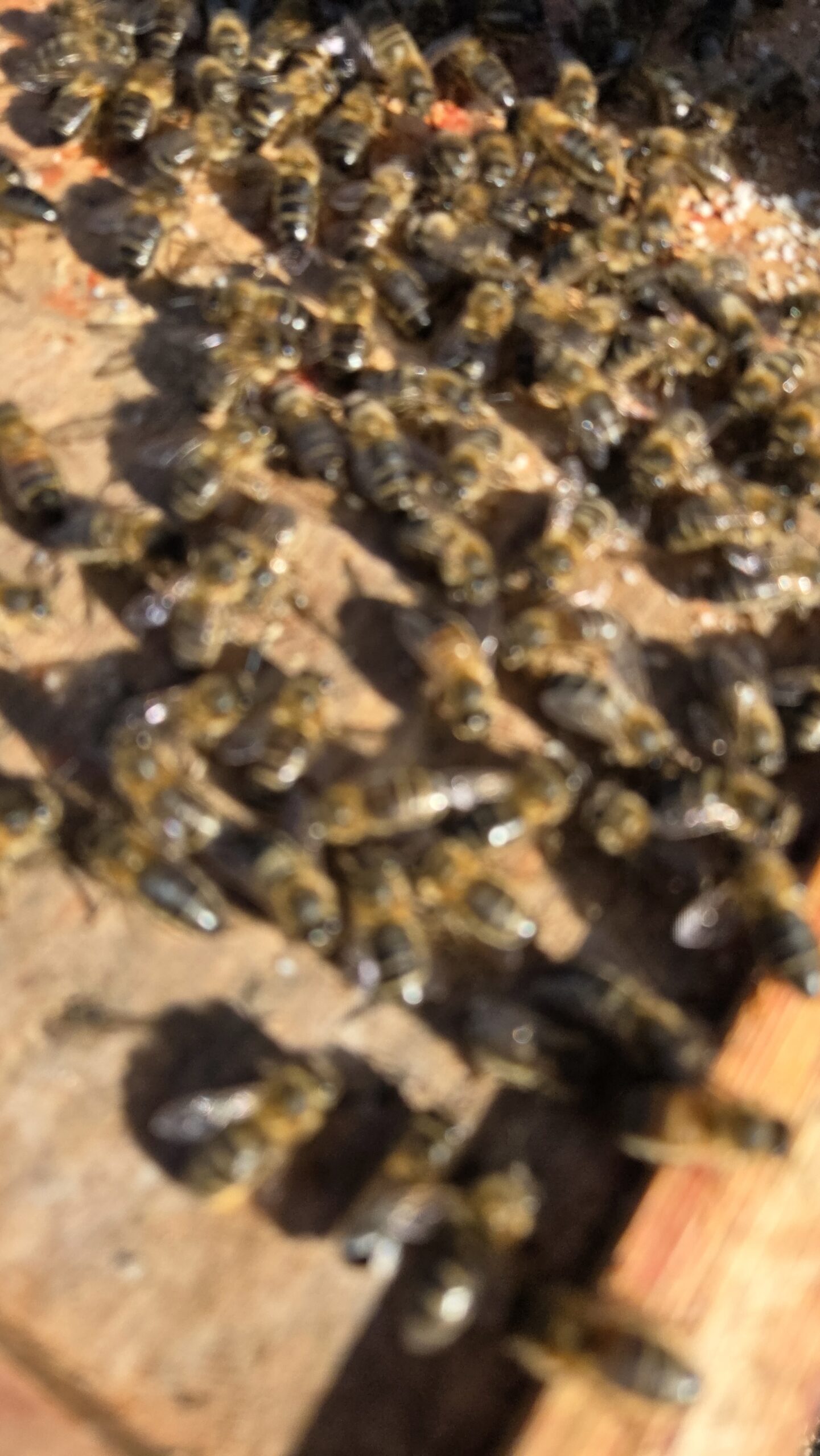 Six frames of brood. Solid pattern. This is what you want to see.