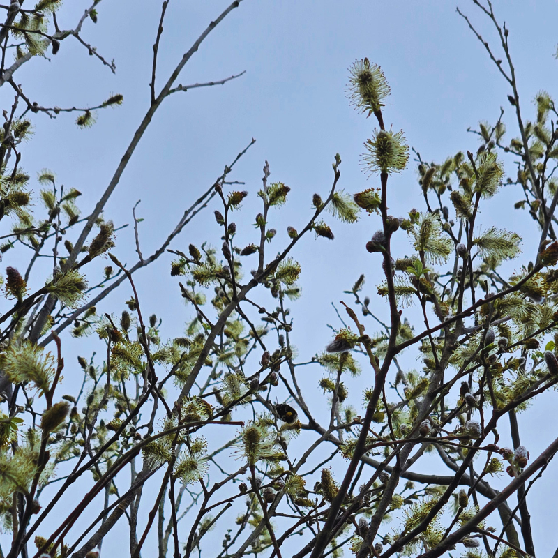 Willow catkins with a bumblebee