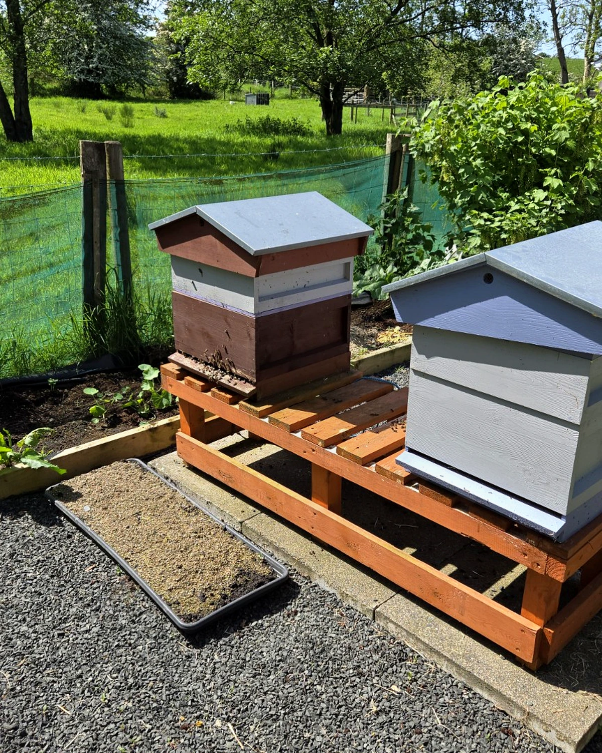 Two beehives side by side in a County Antrim garden in late May, one queenright and one queenless, waiting for a new queen