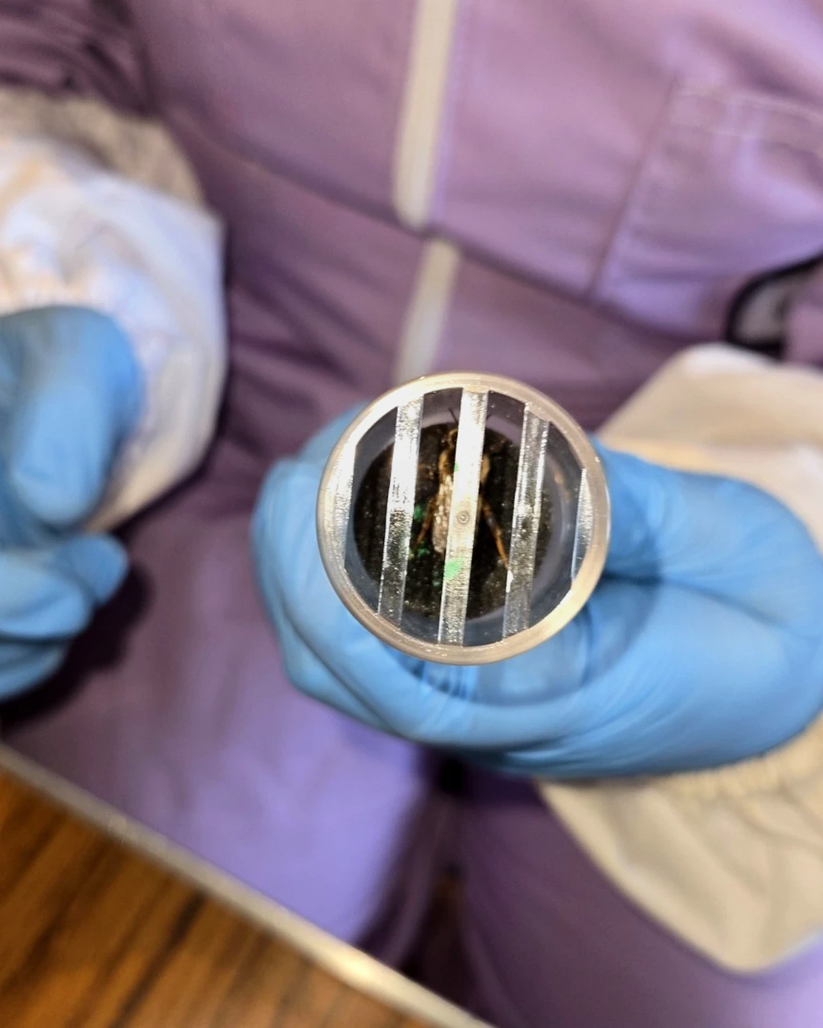 Queen bee with white 2026 marking dot visible through the bars of a queen catcher tube