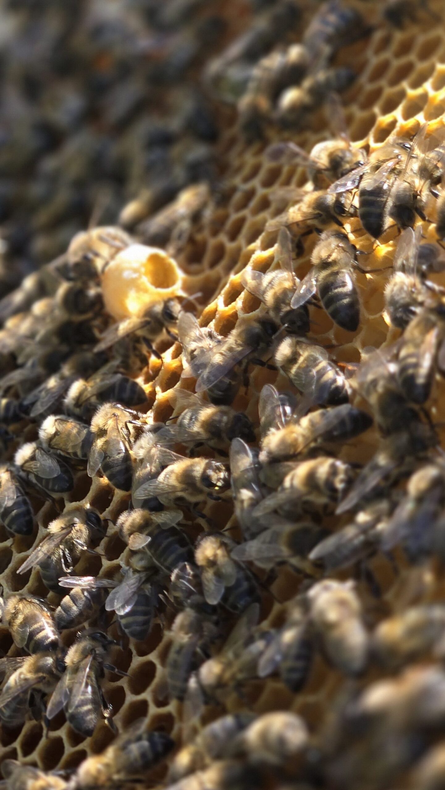 A play cup built by the bees on the comb, found during the inspection where the queen crossed up — Bee Happy Honey, County Antrim.