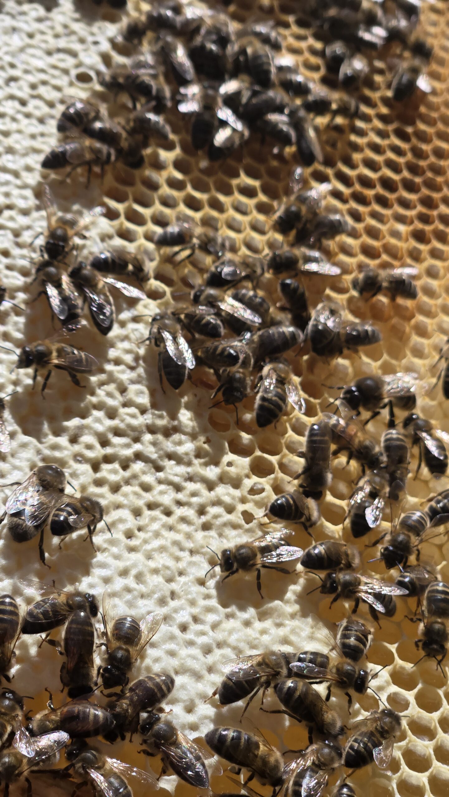Top brood box frame with fresh white wax and capped honey at the edges, confirming the queen has crossed up and is laying.