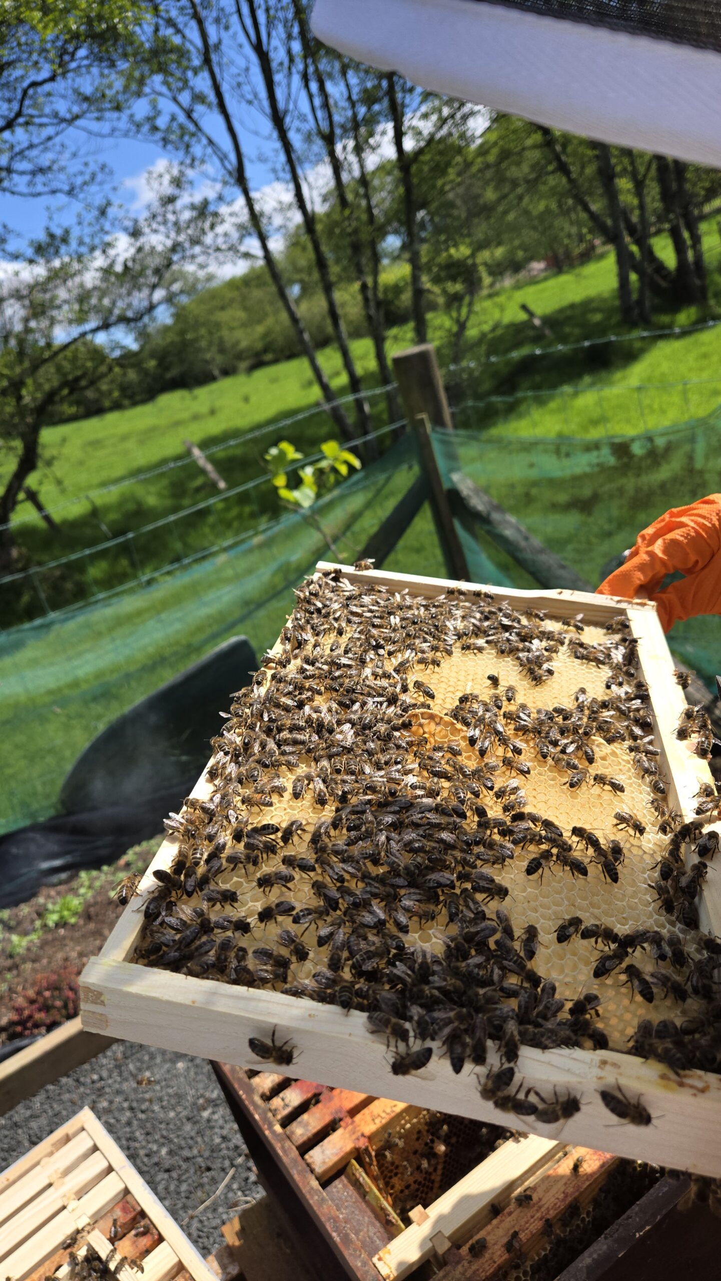 Frame held up in the sunshine during the inspection where the queen crossed up to the top brood box — Bee Happy Honey, County Antrim.