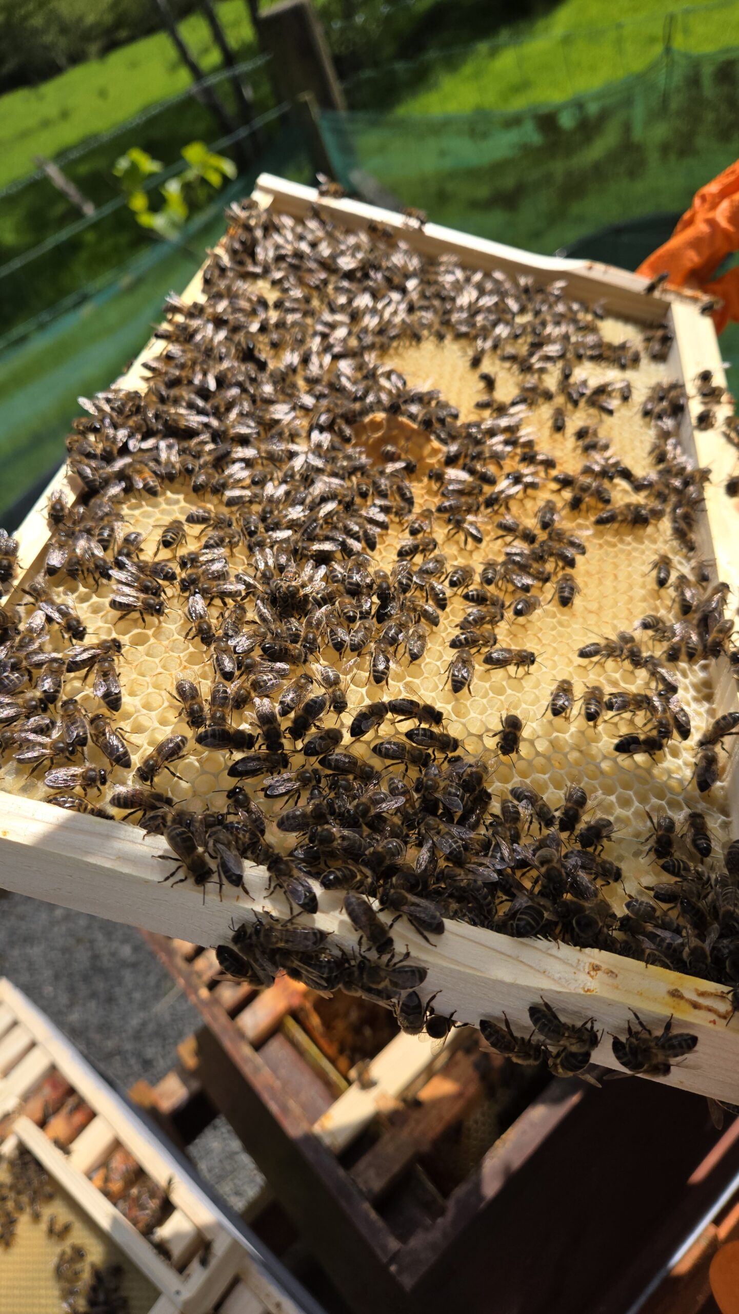 Frame lifted above the open hive mid-inspection — the day of the queen crossing up to the second brood box.