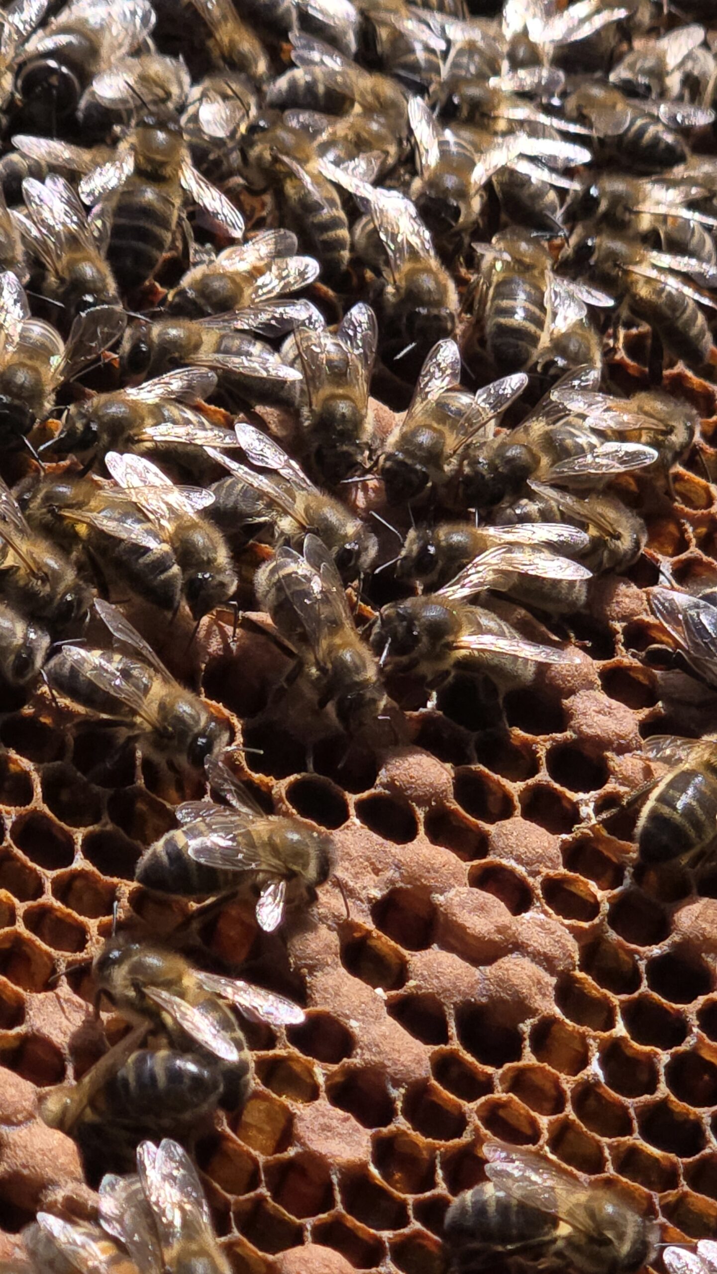 Close-up of solid, even capped brood pattern in the bottom box — a healthy colony on the day the queen crossed up.