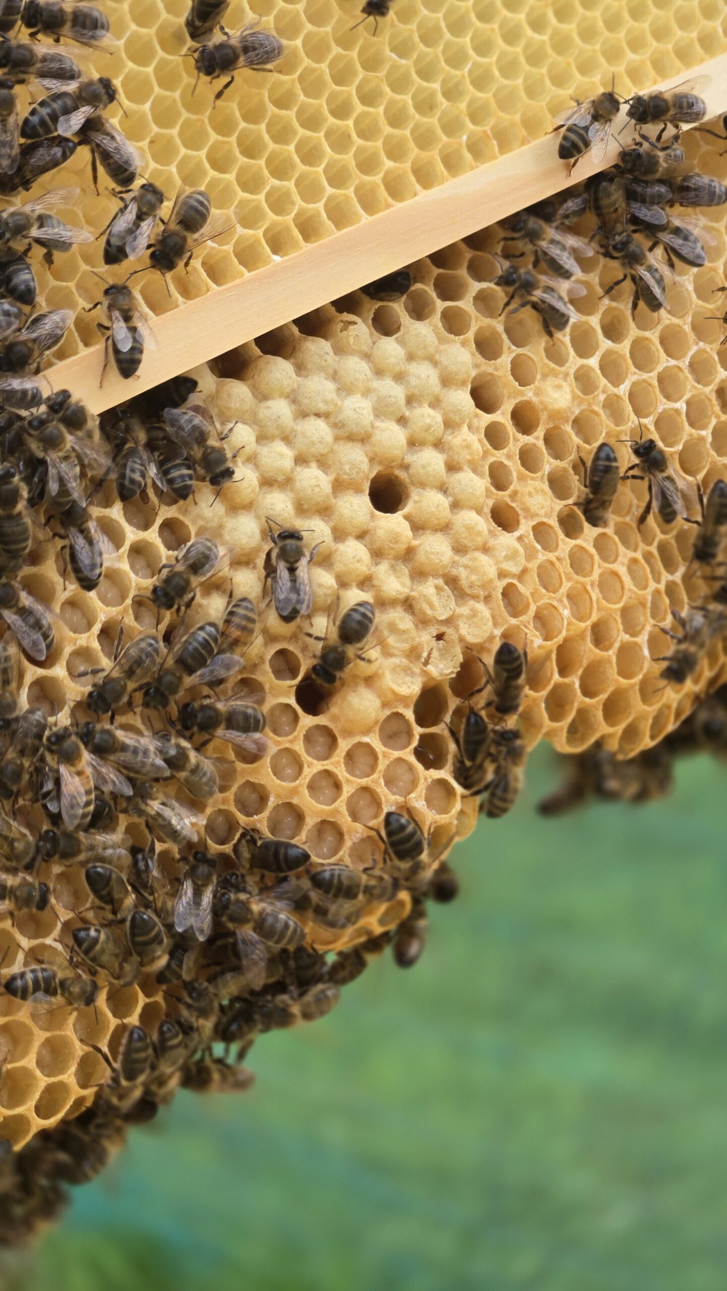 Capped drone brood on wild comb built by the bees