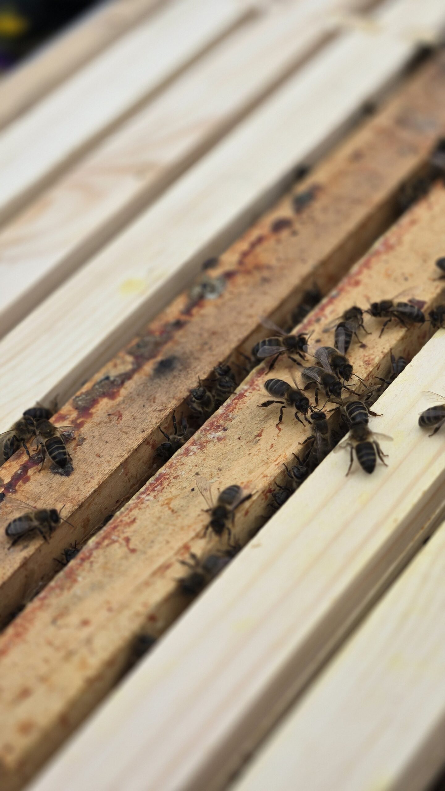 Bees coming up over the top bars between the brood frames