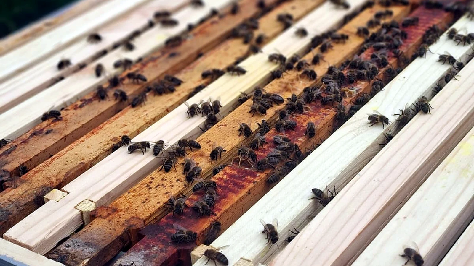 Open hive top bars showing full colony population across the frames