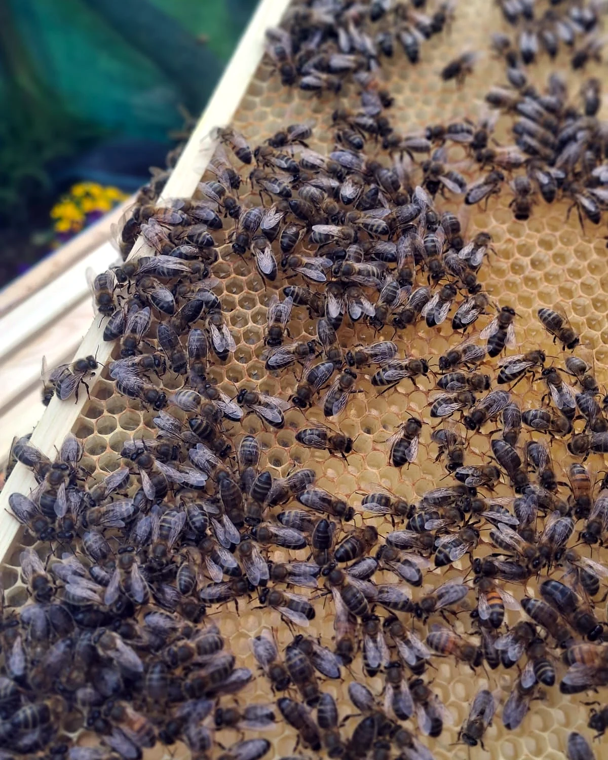 Bees clustered on freshly drawn comb in the double brood box
