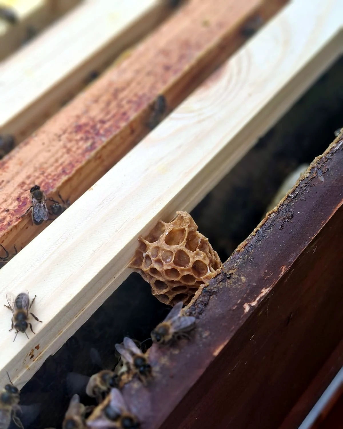 Close up of burr comb built between frames, a sign of a strong and busy colony