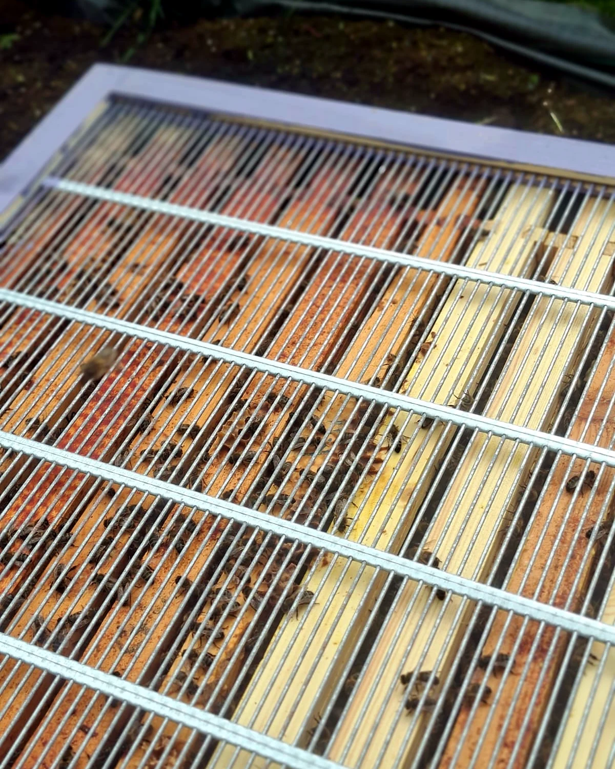 Queen excluder placed between the two brood boxes to locate the queen by tracking fresh eggs