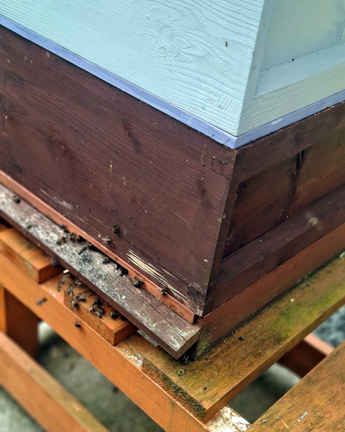 Bees at the hive entrance in cool weather, flying even at 9 to 10 degrees — leave them be