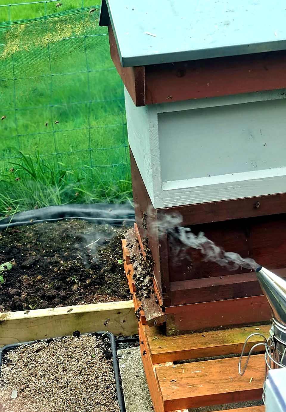 Bee smoker puffing smoke at the entrance of the beehive after the bees became defensive