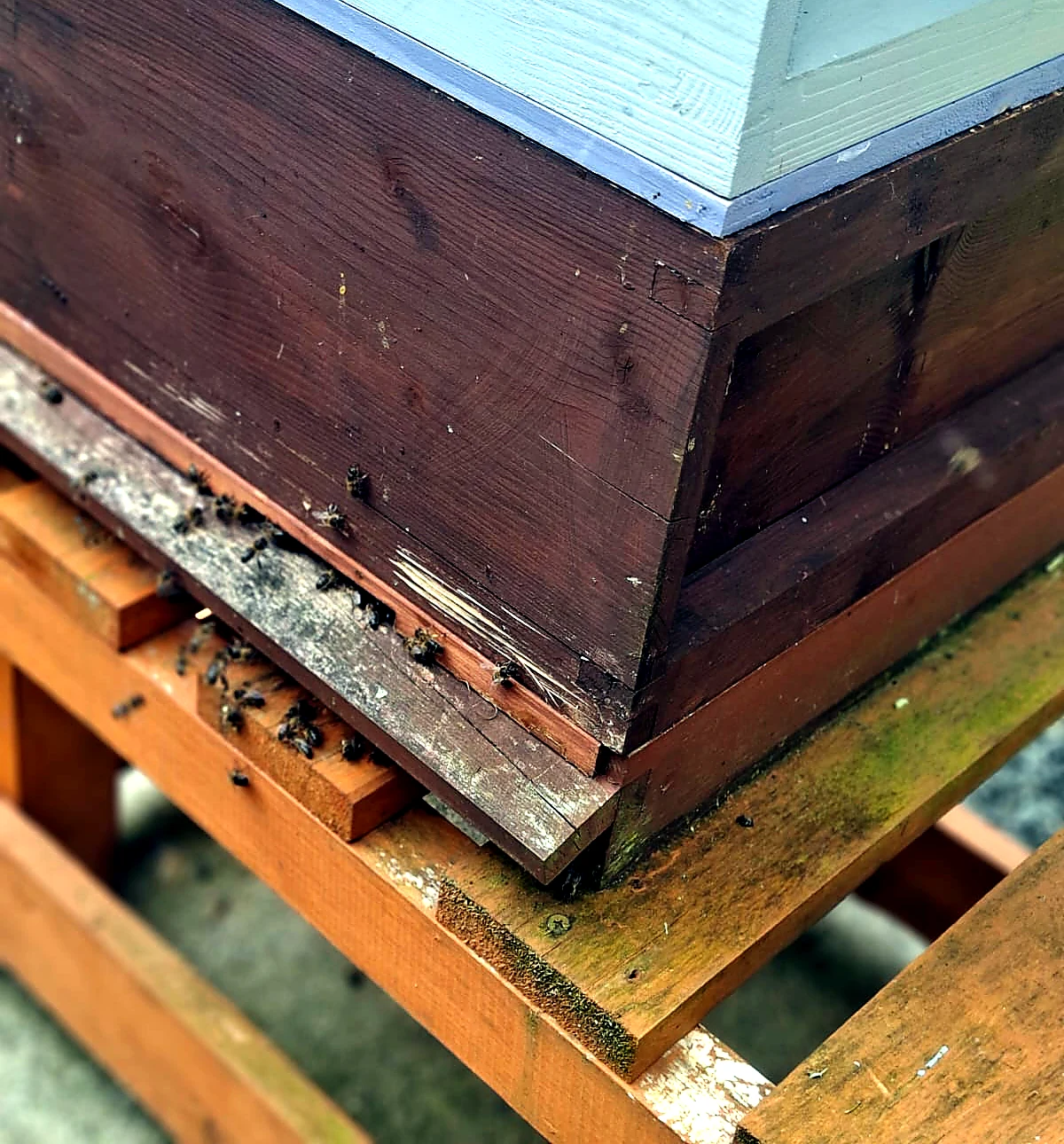 Pale scratch marks gouged into the wooden side of a beehive low down near the entrance
