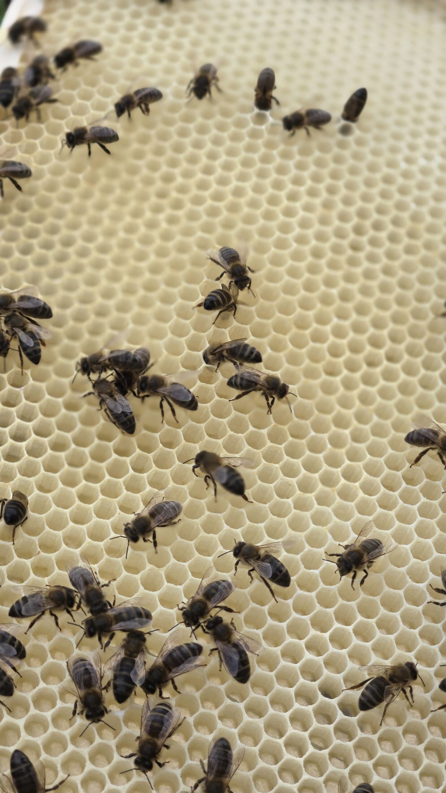 Bees drawing fresh white wax foundation in the top box